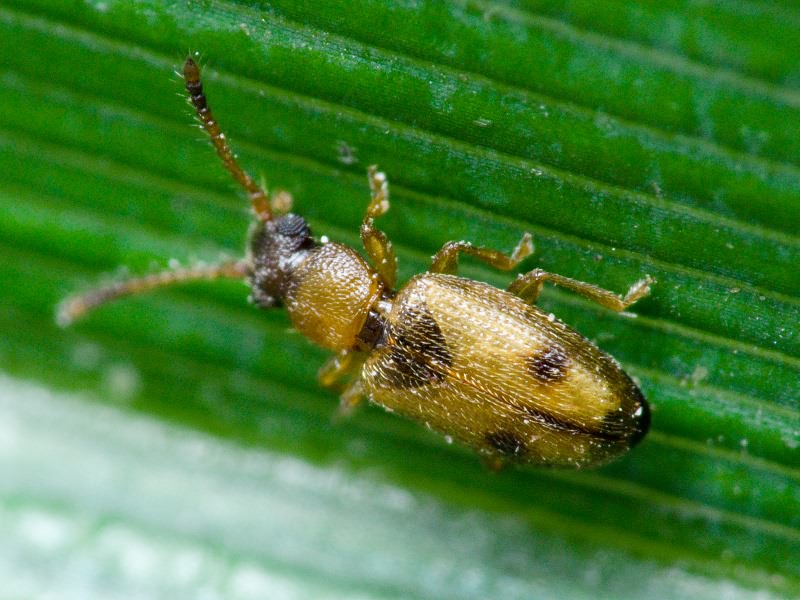 Psammoecus bipuncatatus (Fabricius, 1792)